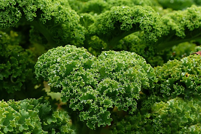 Beneficios del Kale o Col Rizada